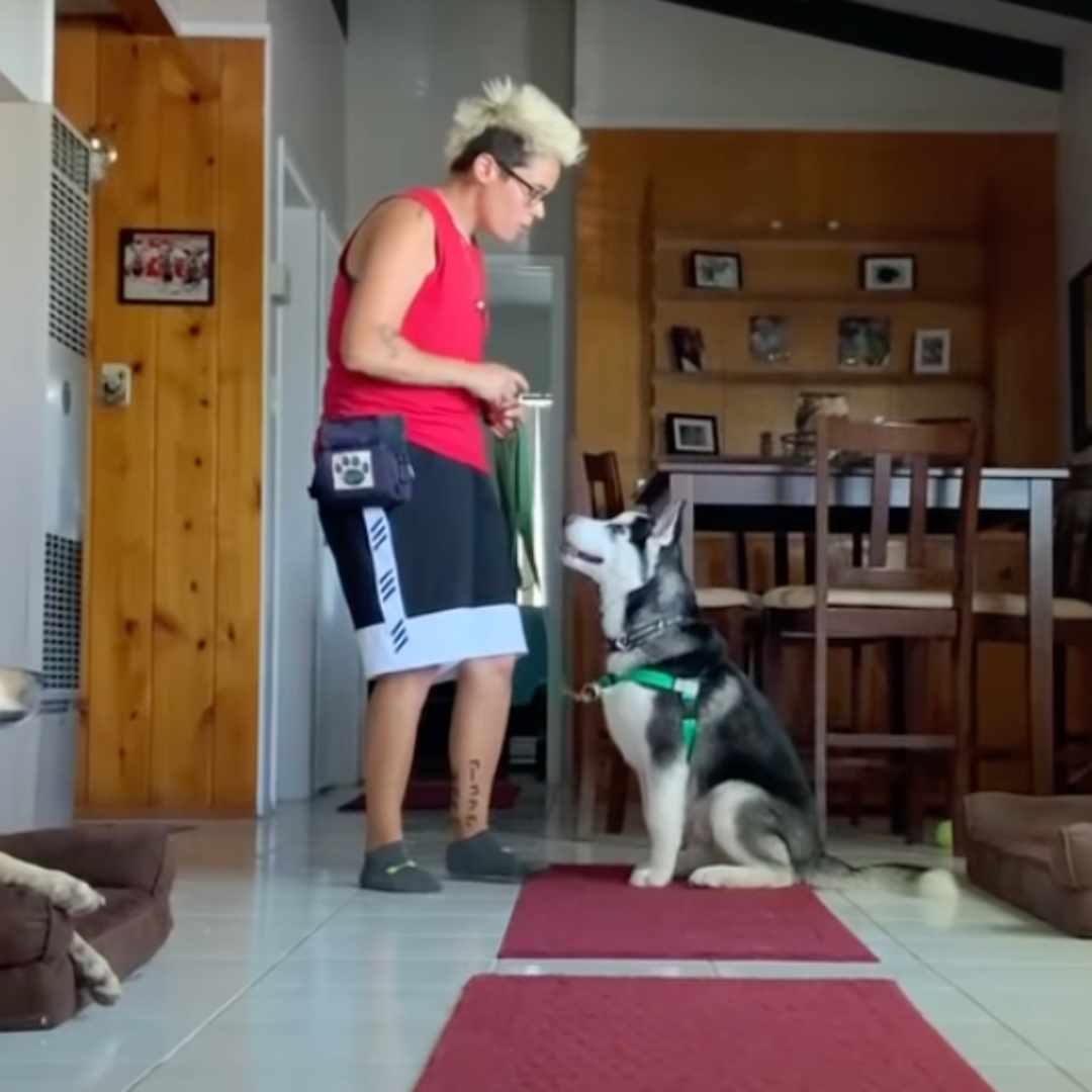 3 Exercises to Teach Your Puppy Leash Training Dogly