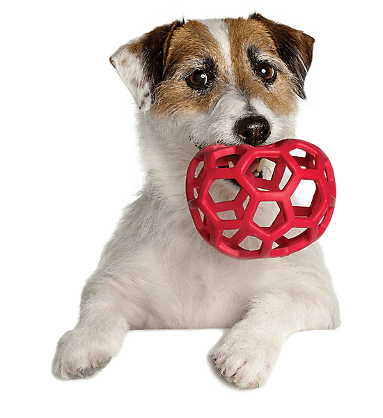 Doggie Day Camp Petsmart (Pet Services)