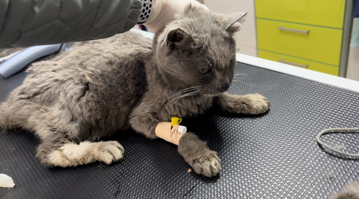 Rescued Cat Needs Your Support Cats Need Us (Powered by Donorbox)