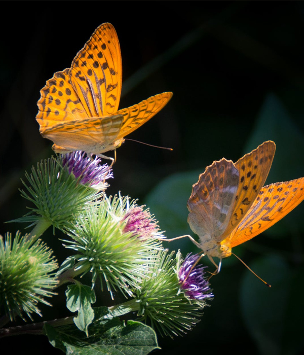 Zaumetzer Funeral Home Au Sable Forks, NY
