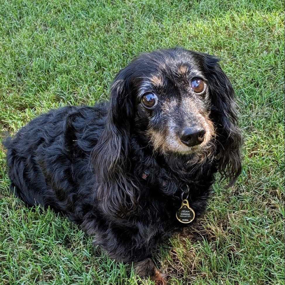 Hazel Marie Sebree Obituary 2023 Peebles Pet Services