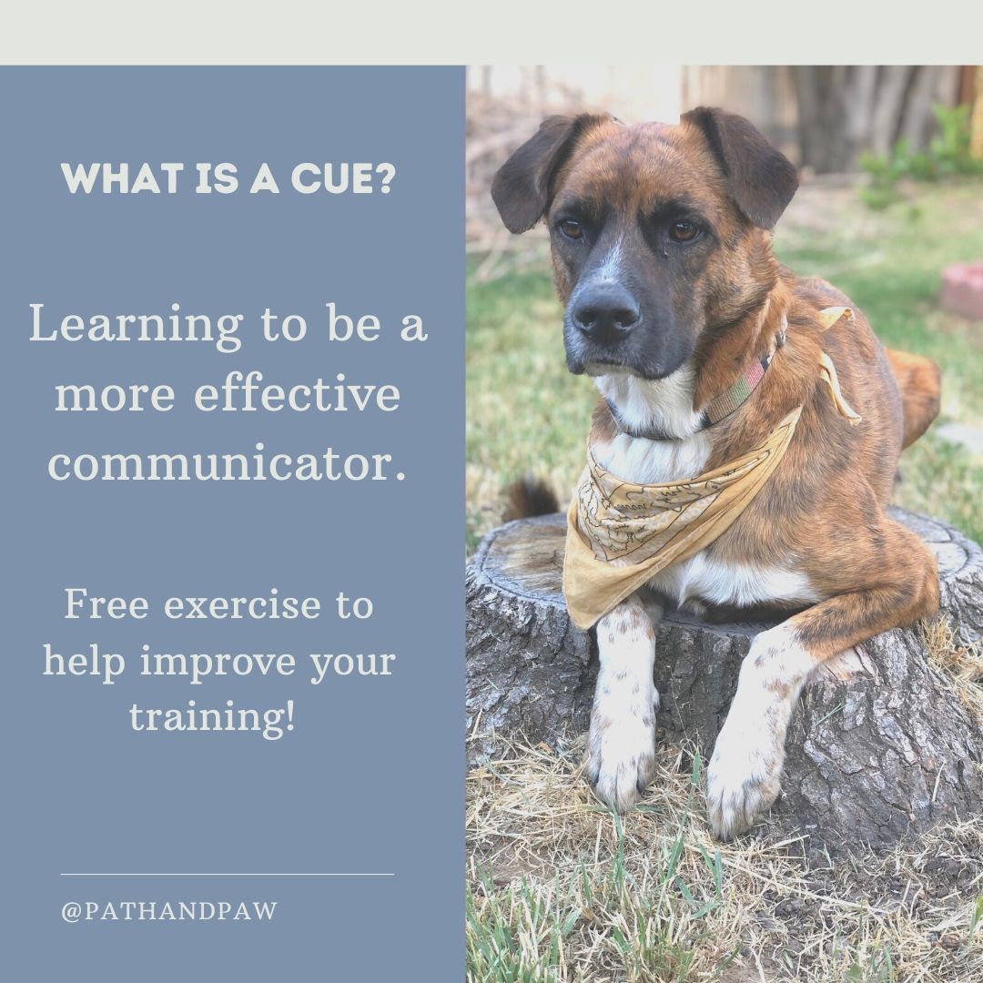 What is a cue? Dogly