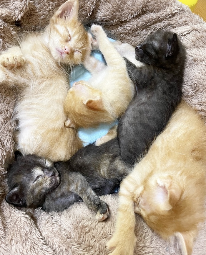 Please help Momo & Bell to complete their treatments!! Cats and