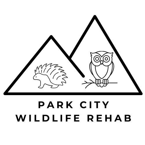 Save Baby Wildlife Park City Wildlife Rehab (Powered by Donorbox)