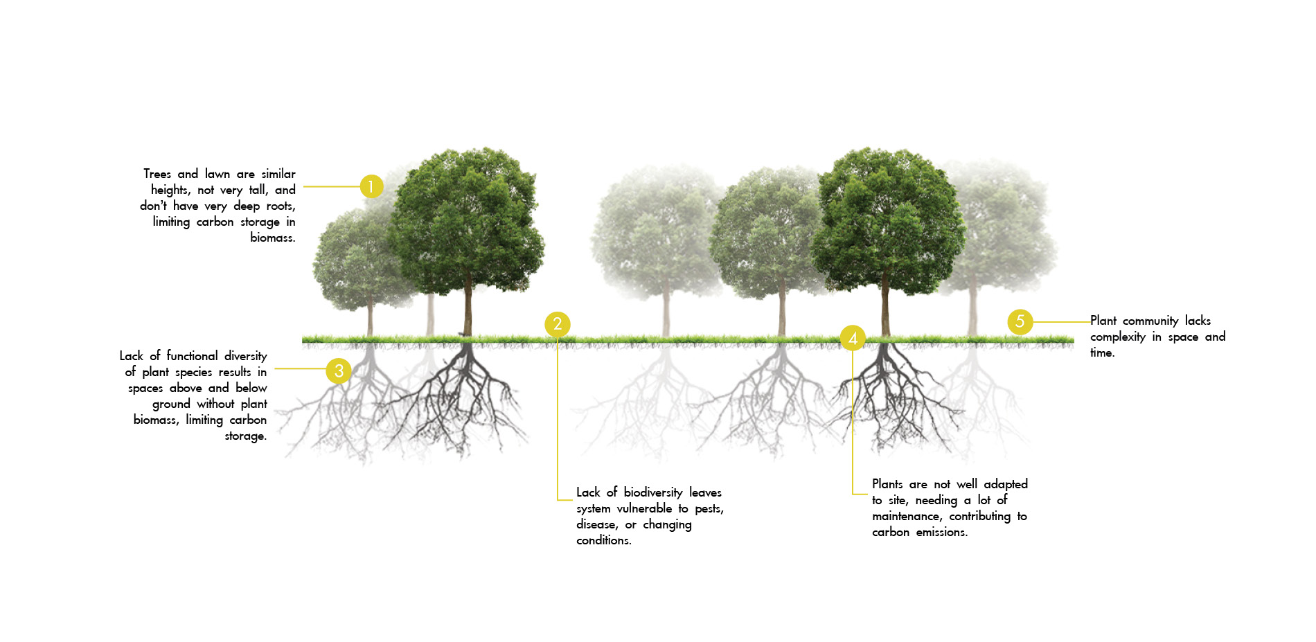 Landscape Design for Carbon Sequestration ASLA 2020 Student Awards