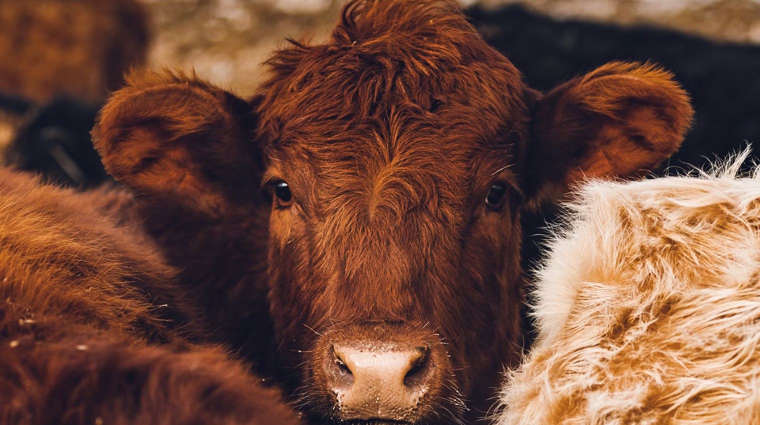 banker's Stanley jump is a sign of the times