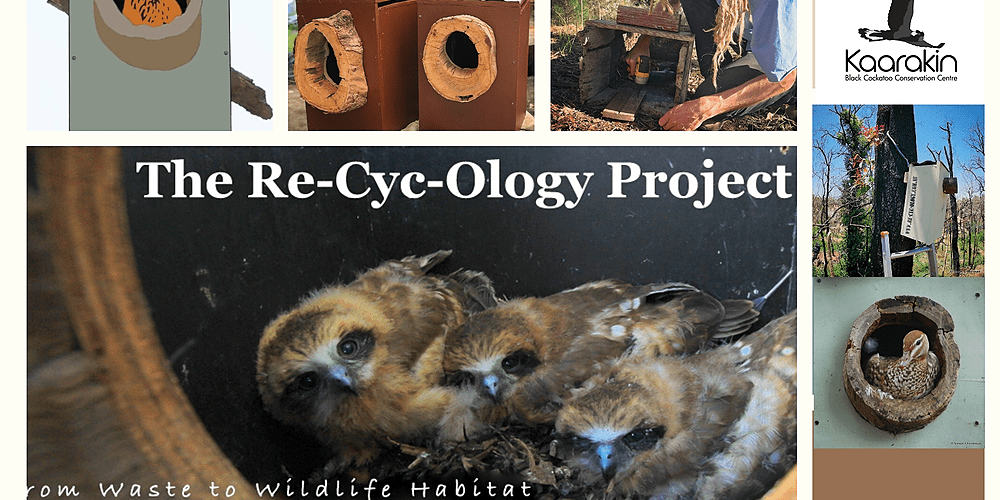 ReCyclOlogy Nest Box building/Black Cockatoo encounter , Maylands, Fri