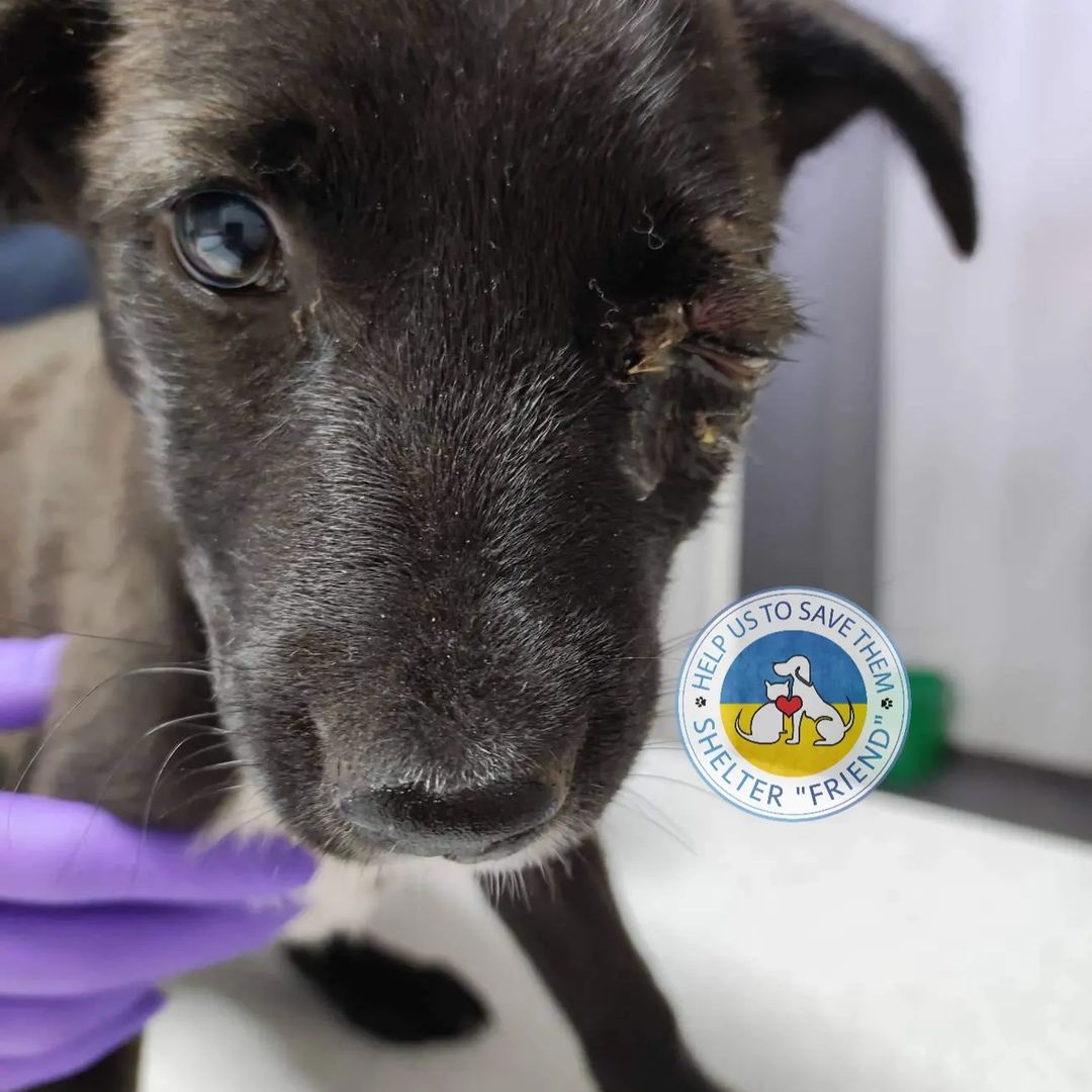 Help Animal Shelter Ukraine ANIMAL SHELTER UKRAINE (Powered by Donorbox)