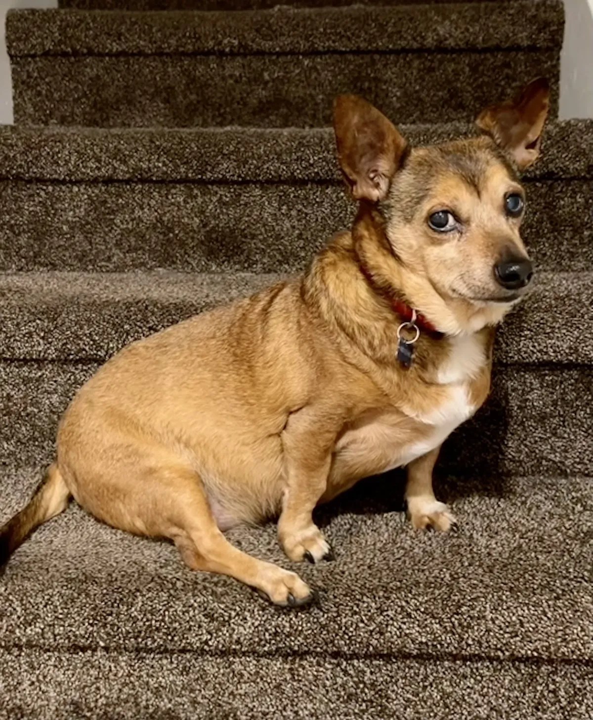 Squeeky's Happy Ending Adopt Adopt or Foster Nebraska No Kill