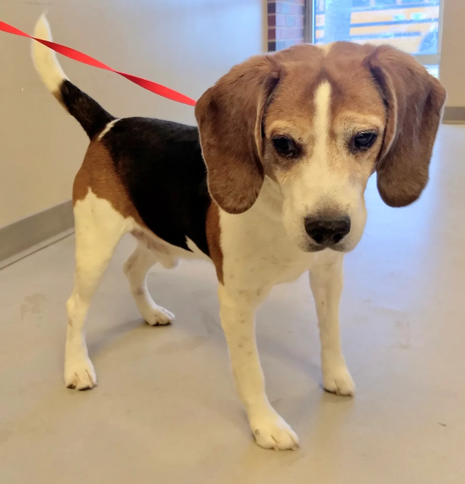 Buster the Beagle Available Dogs Nebraska No Kill Canine Rescue