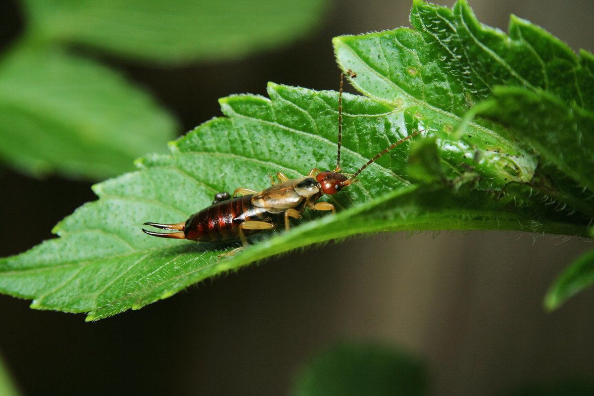 Earwig Extermination Cost Earwig Pest Control