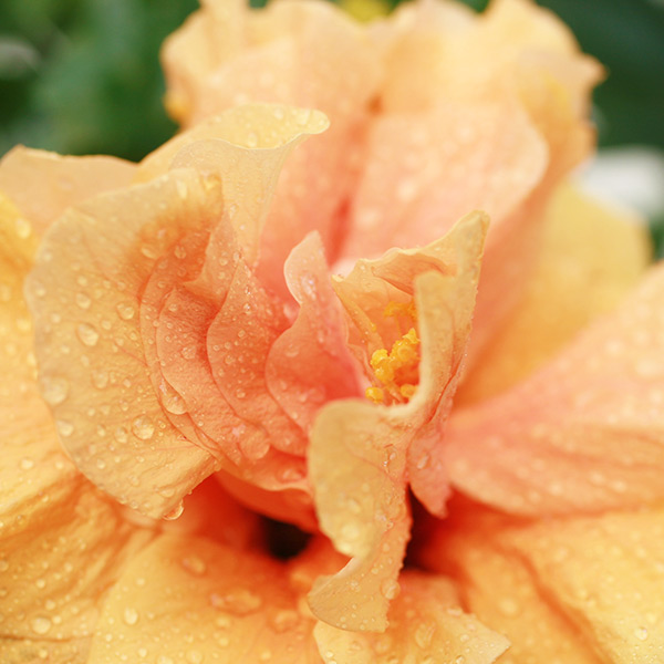 Plantes d'intérieur "HIBISCUS" Livraison Express Florajet