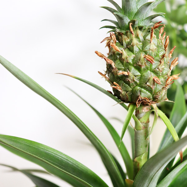 Plantes et Arbustes "PLANTE ANANAS + POT EN CERAMIQUE