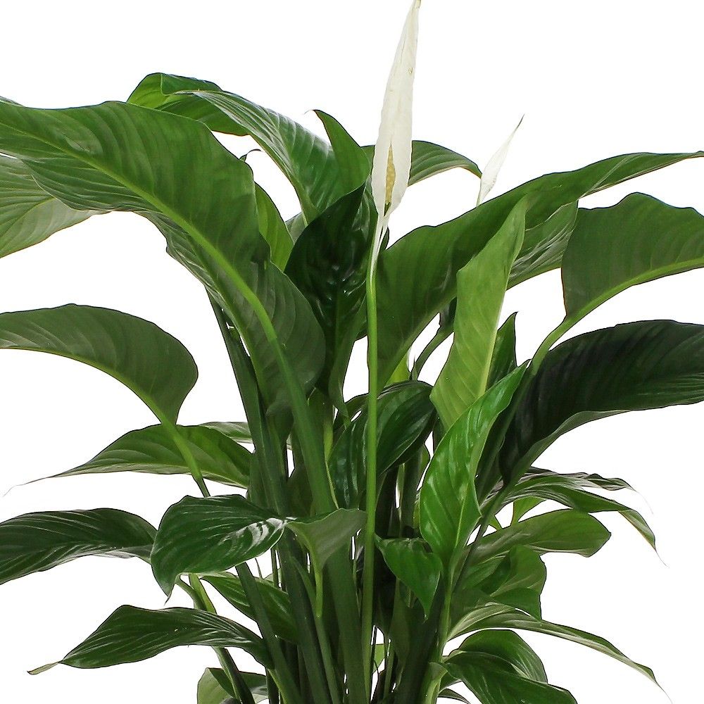 Plantes d'intérieur "SPATHIPHYLLUM" Livraison en France