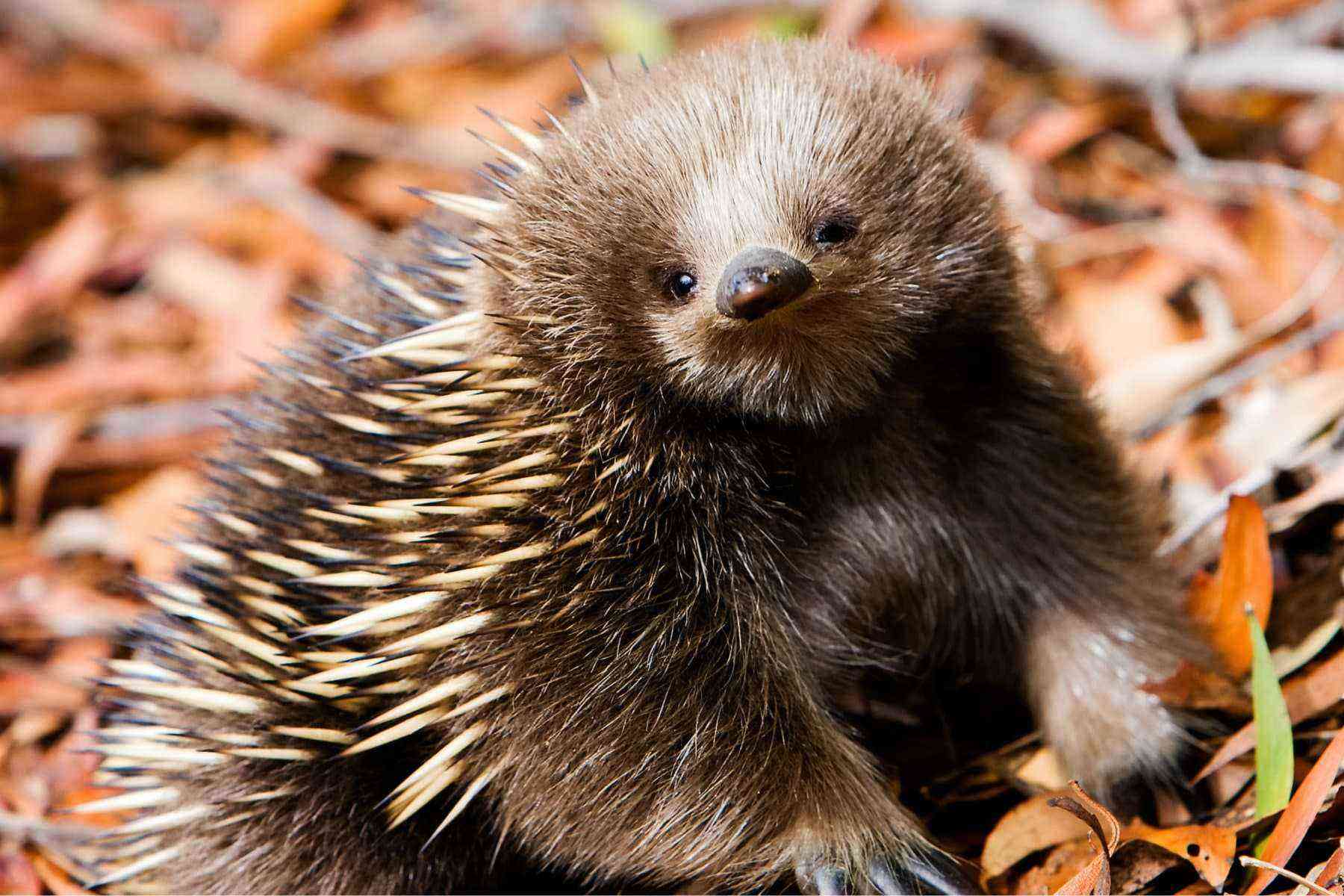 Australia Is Home to Some Seriously StrangeLooking Animals Fodors