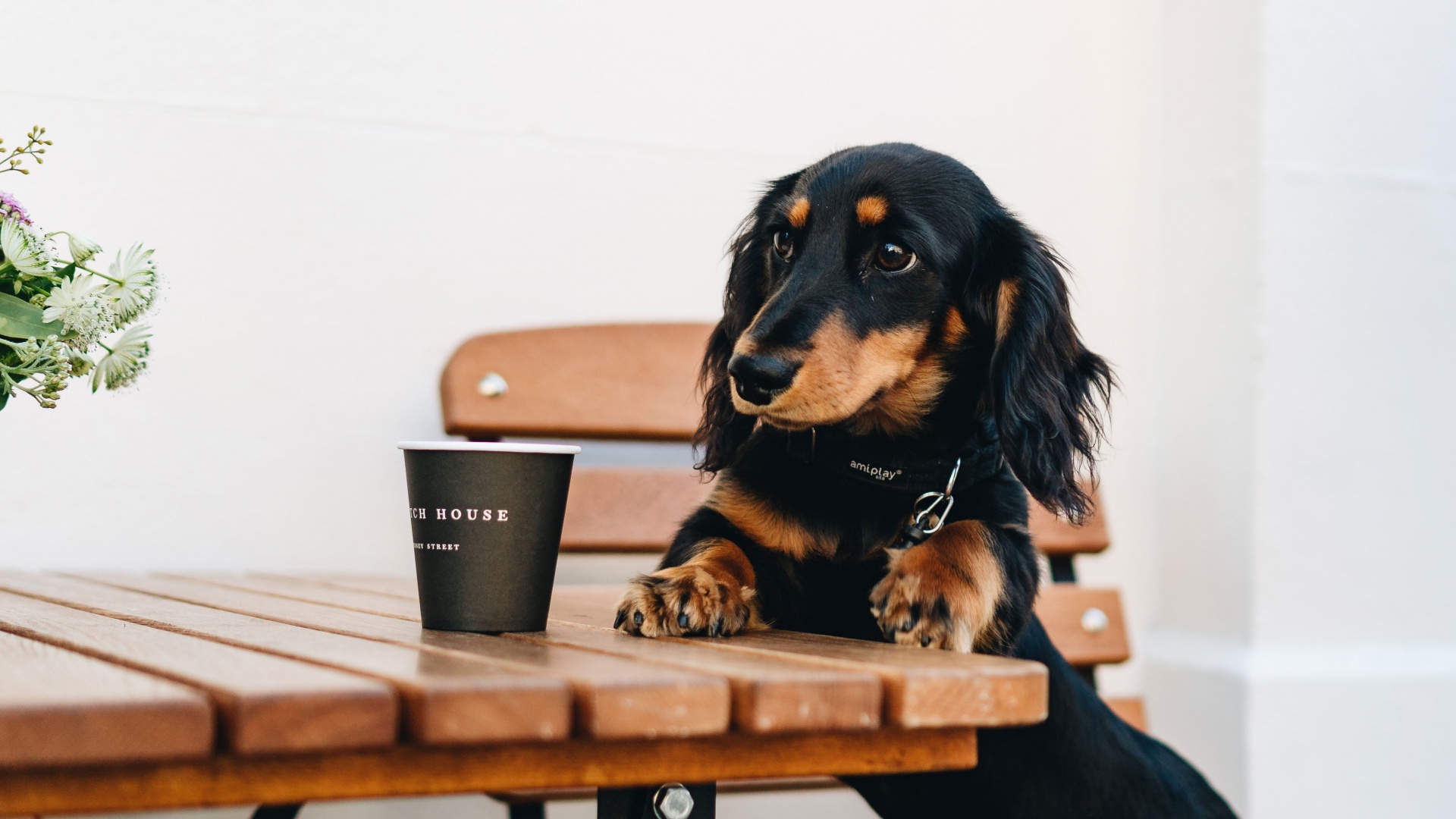 London's best dogfriendly cafes and speciality coffee shops Foodism