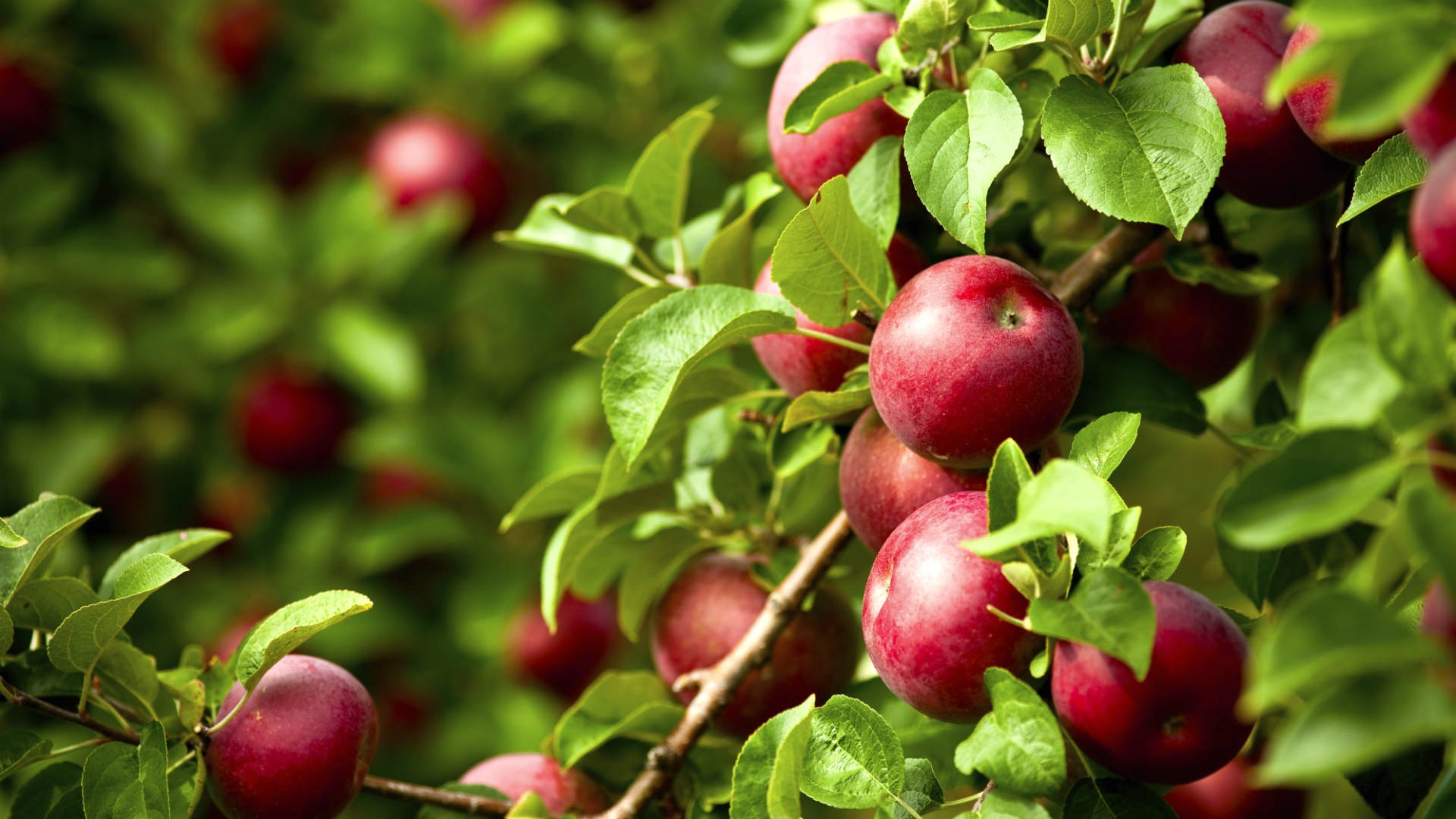 Sip on this organic Canadian cider all summer long Foodism TO