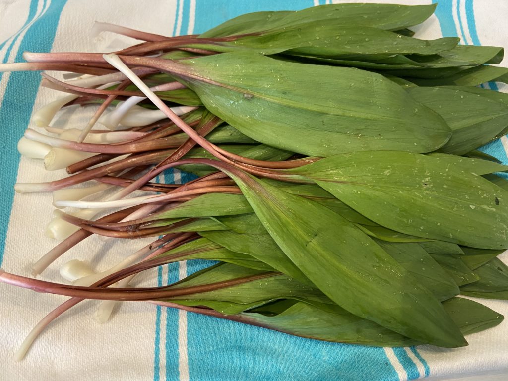 Sustainable Harvesting Of Ramps Allium Tricoccum Foraged