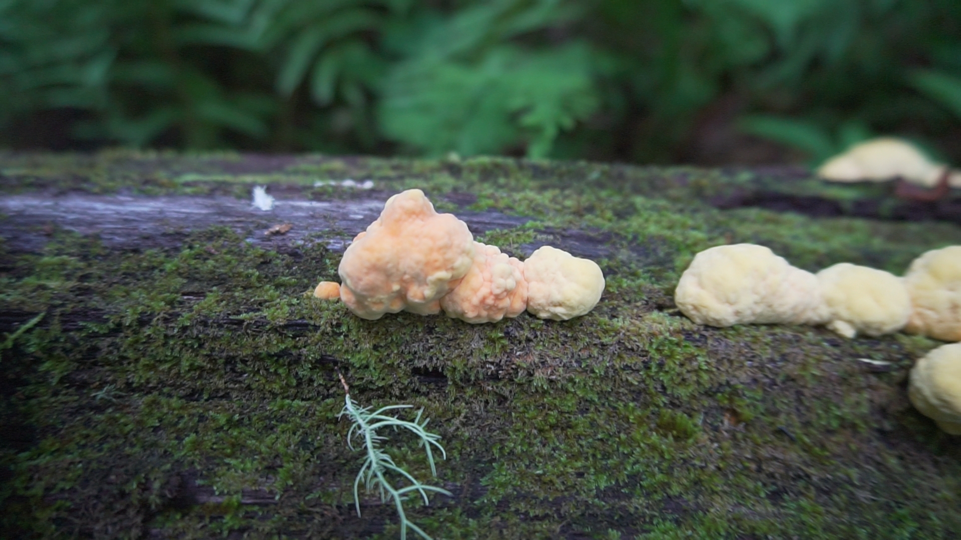 Chicken Of The Woods Life Cycle And Look A Likes Foraged