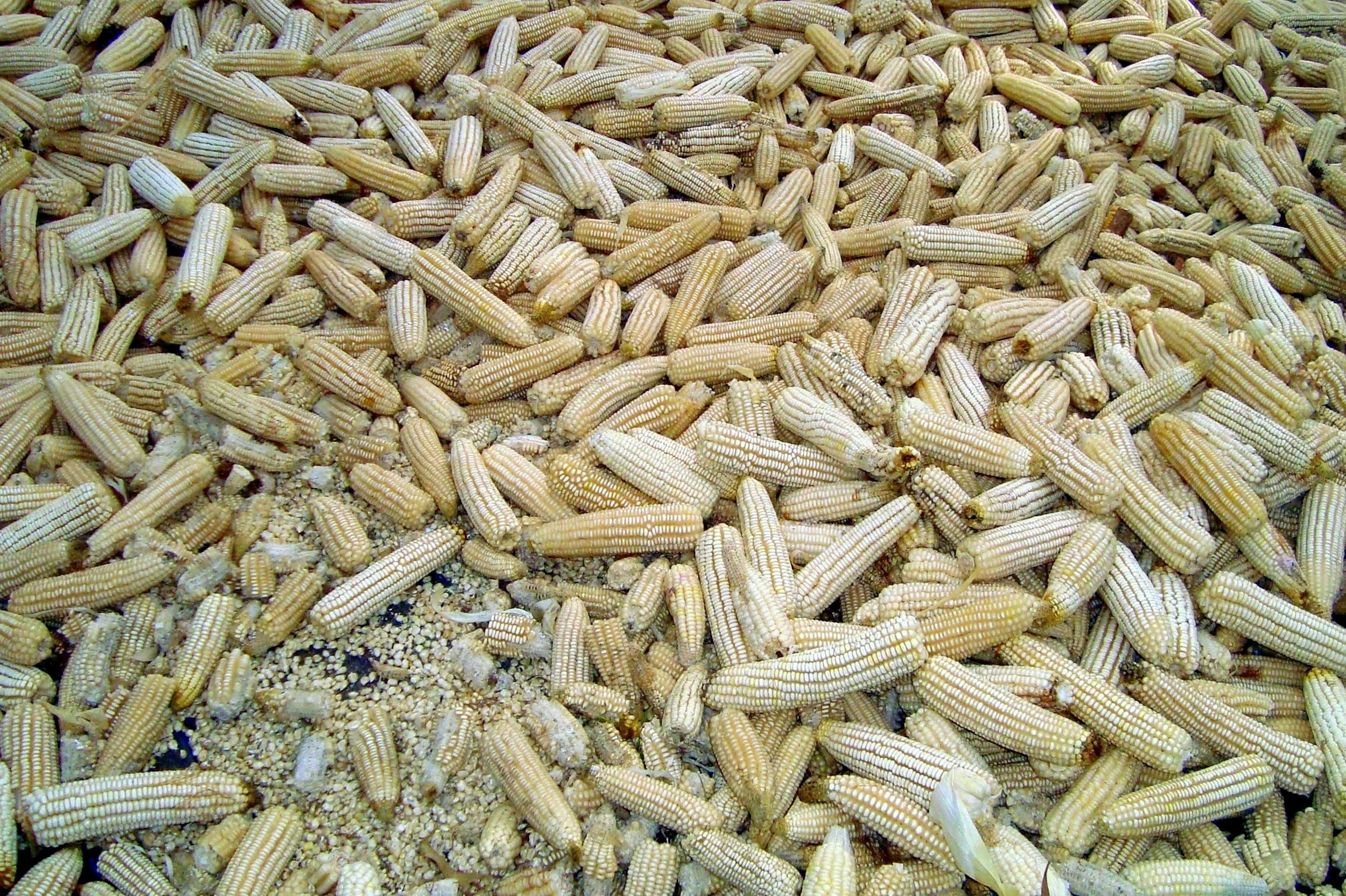 Sweet Corn Moonshine Mash Recipe Besto Blog