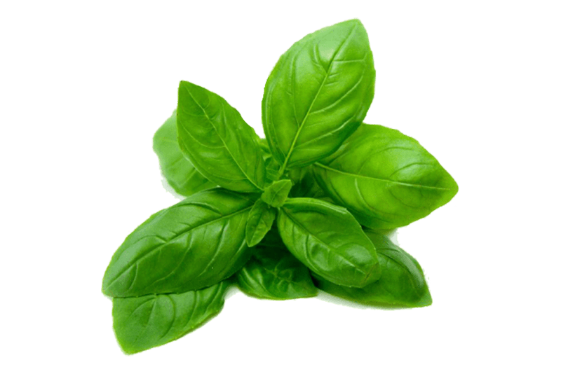 Holy Basil Essential Oil Ayurvedic Ingredients Uses & Benefits