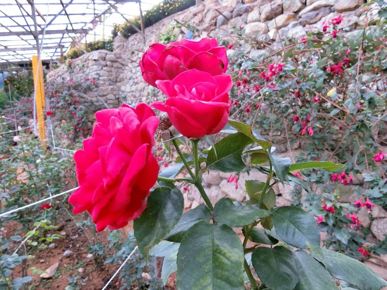 Rose Centre Entrance Fee, Opening Hours & More