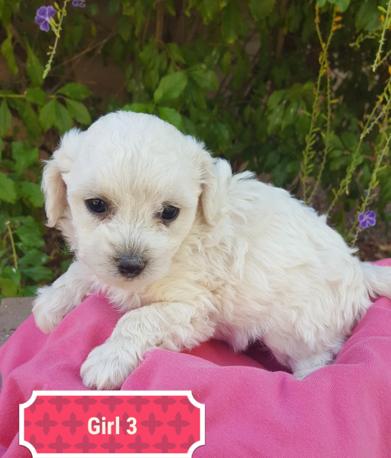 Golden Doodle Puppies For Sale Tucson, AZ 315002