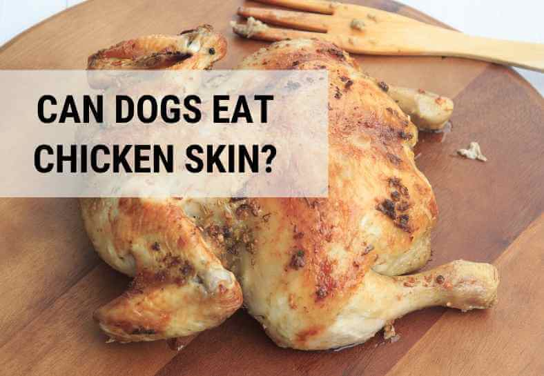 Is Fried Chicken Skin Good For Dogs FourWayMemphis