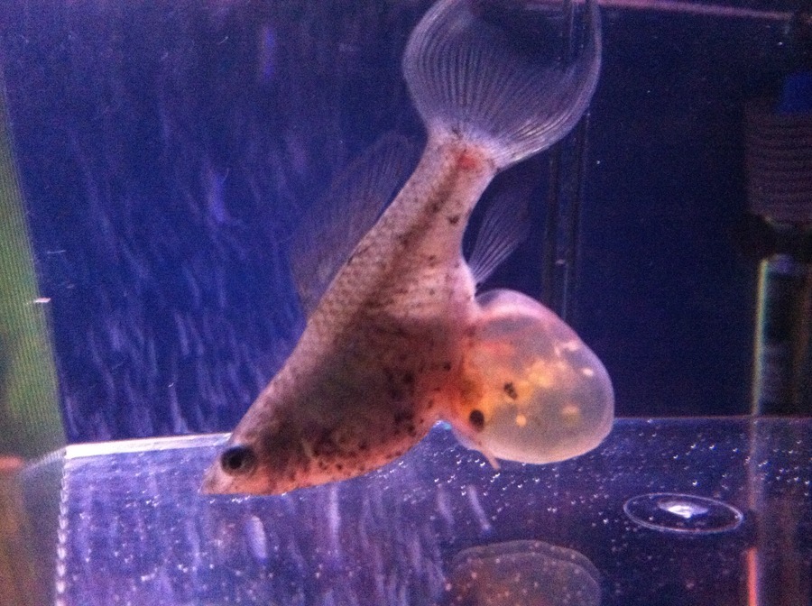 3 Tips For Successfully Raising Molly Fry FourWayMemphis