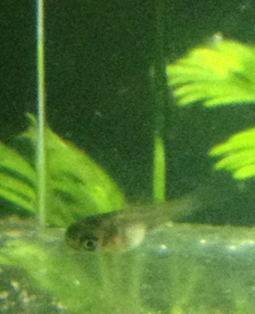 3 Tips For Successfully Raising Molly Fry FourWayMemphis