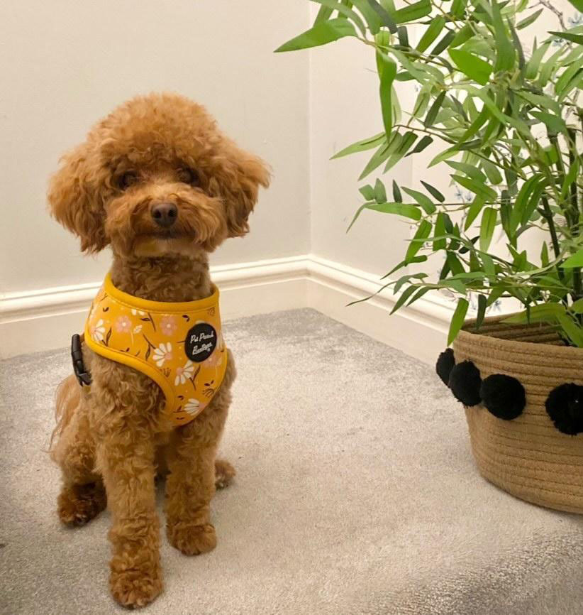 Sunshine Daisy Dog Harness optional flower accessory