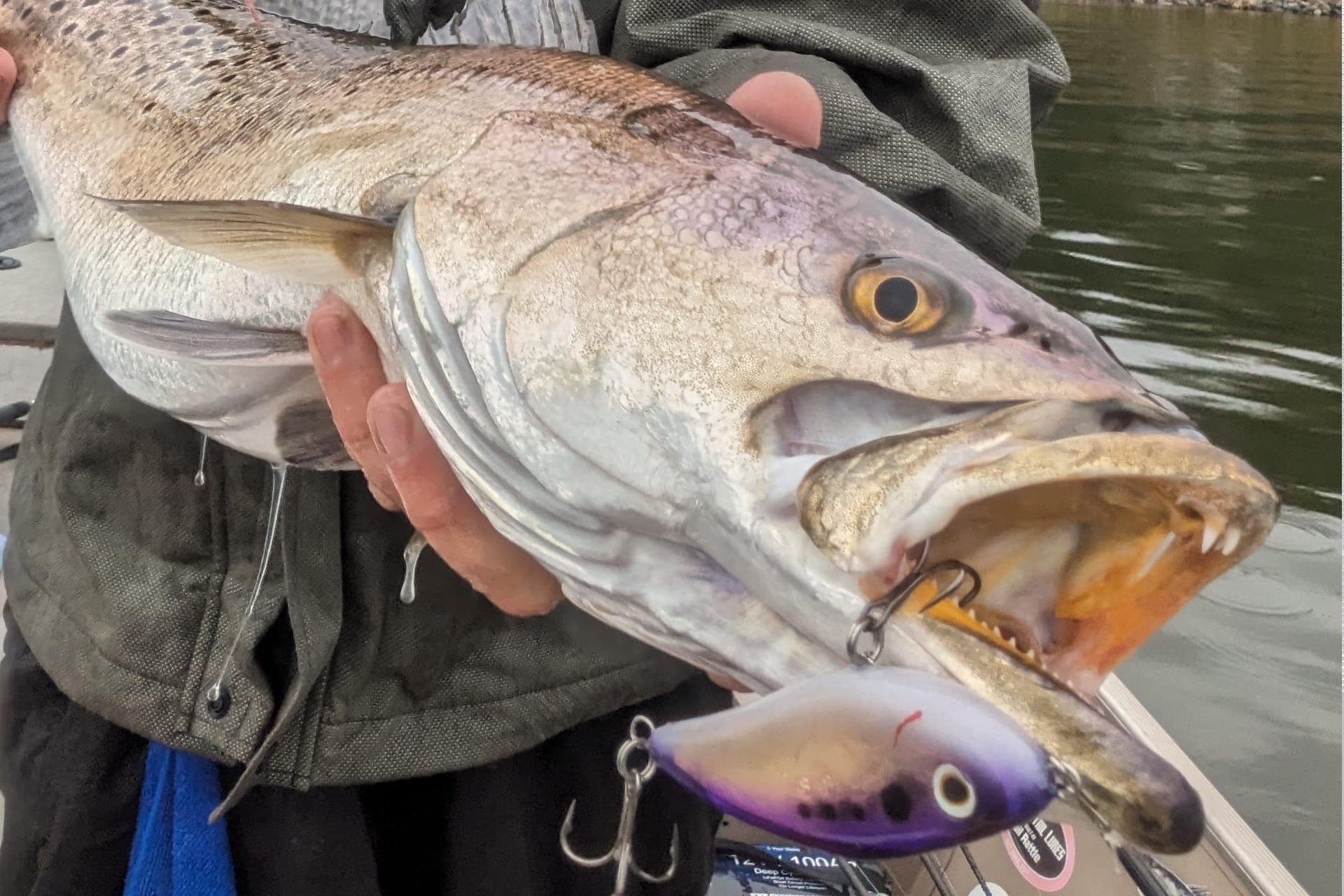 speckled trout lures