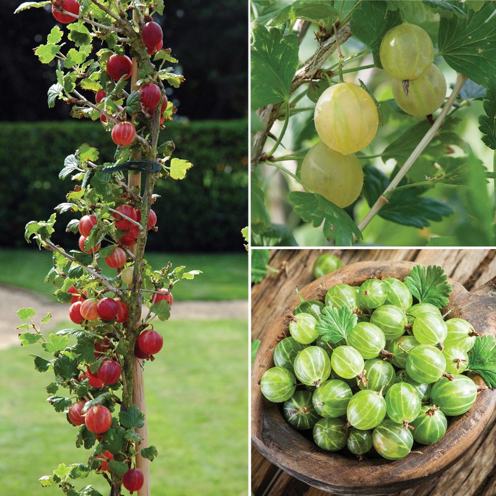 Gooseberry Hardy Fruit Shrub Garden Plant 1 x 3 Litre