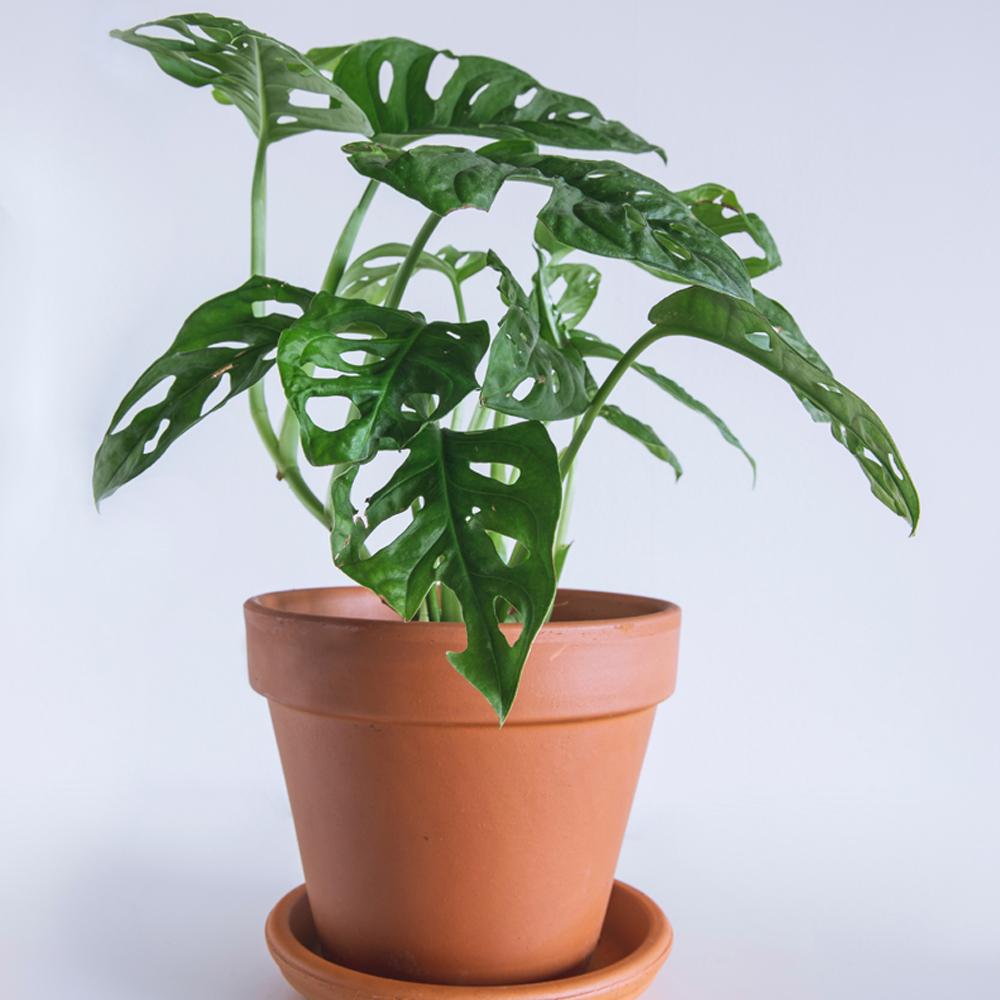 Monstera House Plants Monkey Leaf Swiss Cheese Indoor