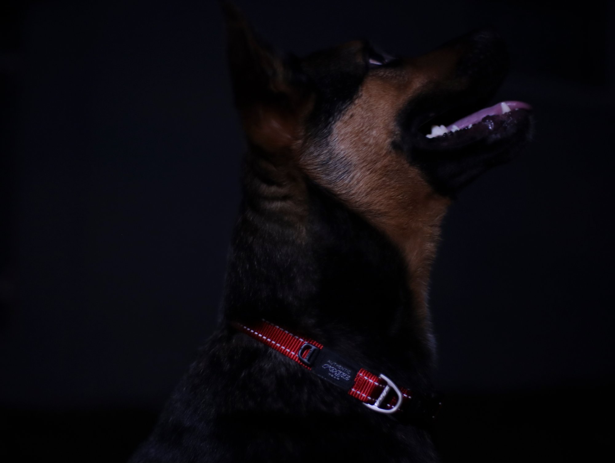 ­Pet safety and visibility during the darker months National