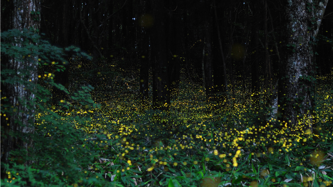 [Pics] Long Exposure Images Of Lightning Bugs In Japan Fstoppers