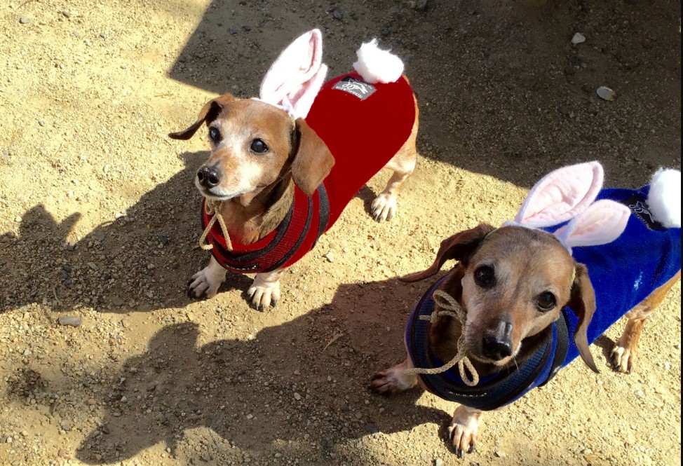 2017 Weiner Dog Easter Egg Hunt Danville Funcheap