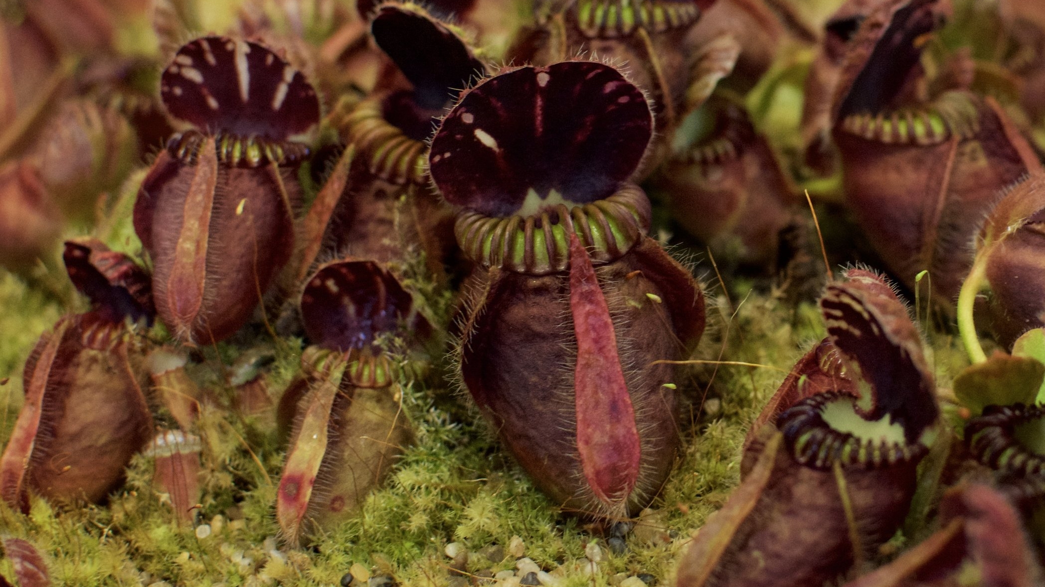 2017 Annual Carnivorous Plant Show and Sale Oakland