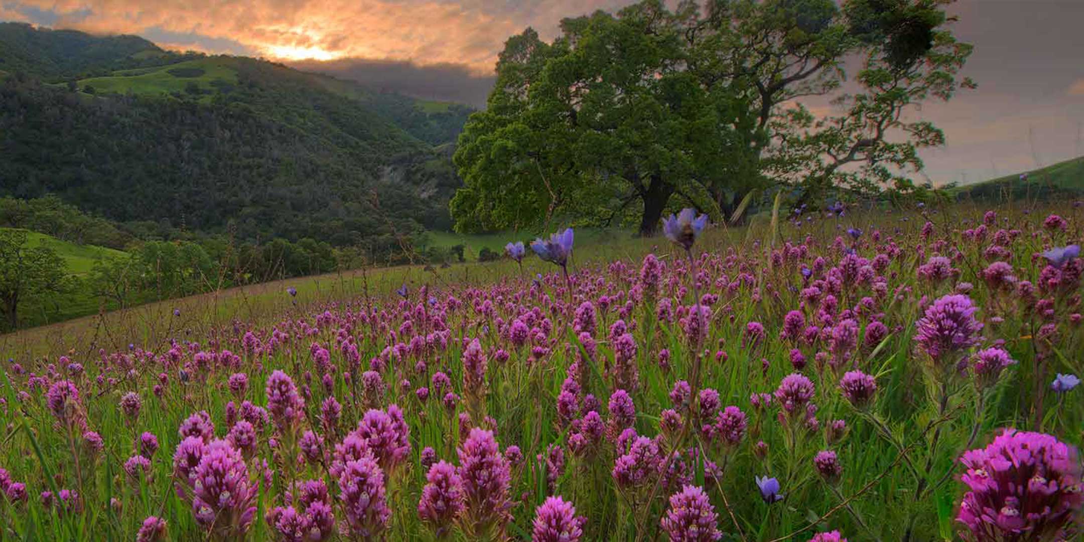 The Secret Life of Wildflowers Talk Presentation East Bay
