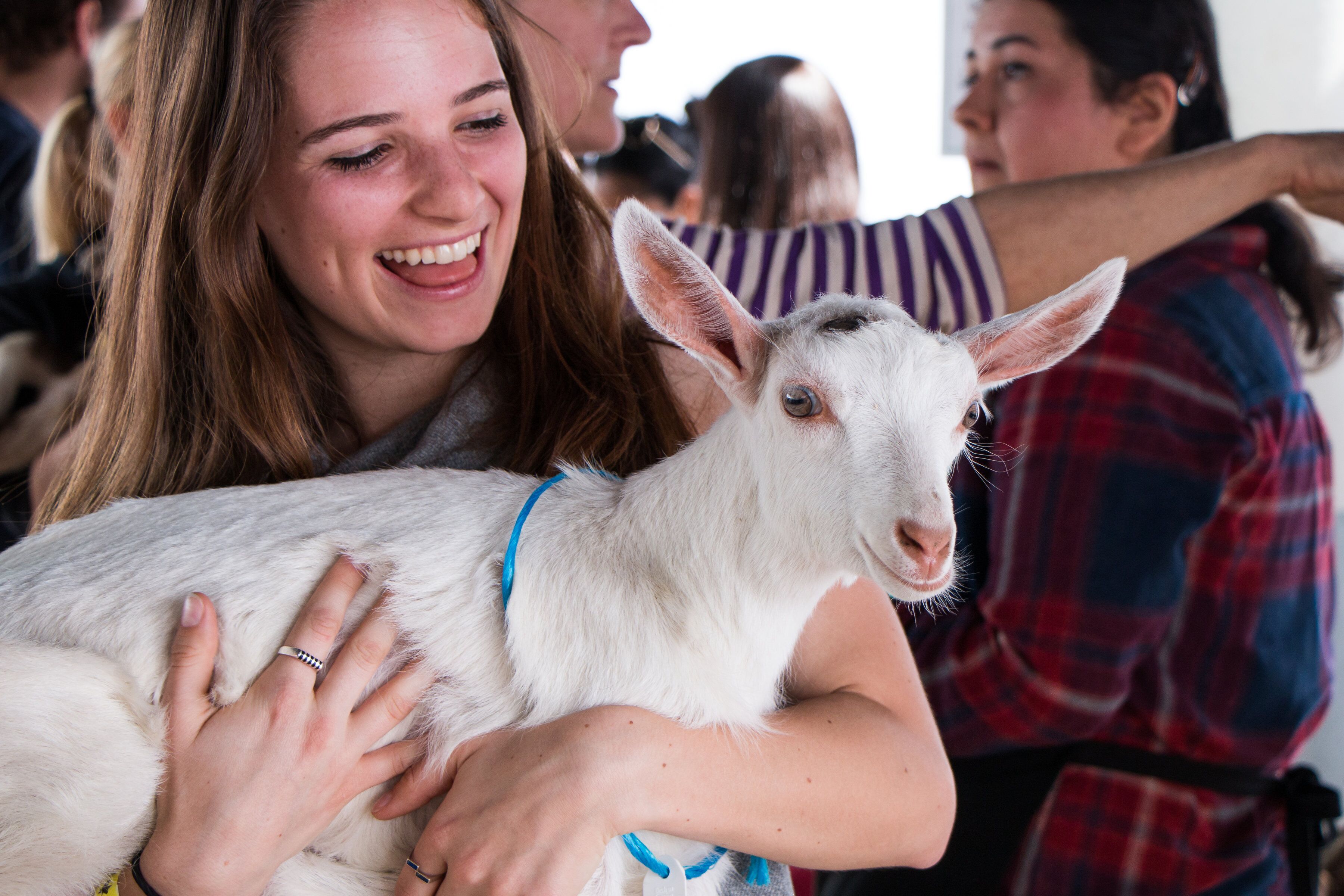 Goat Festival "VIP" Pet Baby Goats & Goat Cheese Tasting SF
