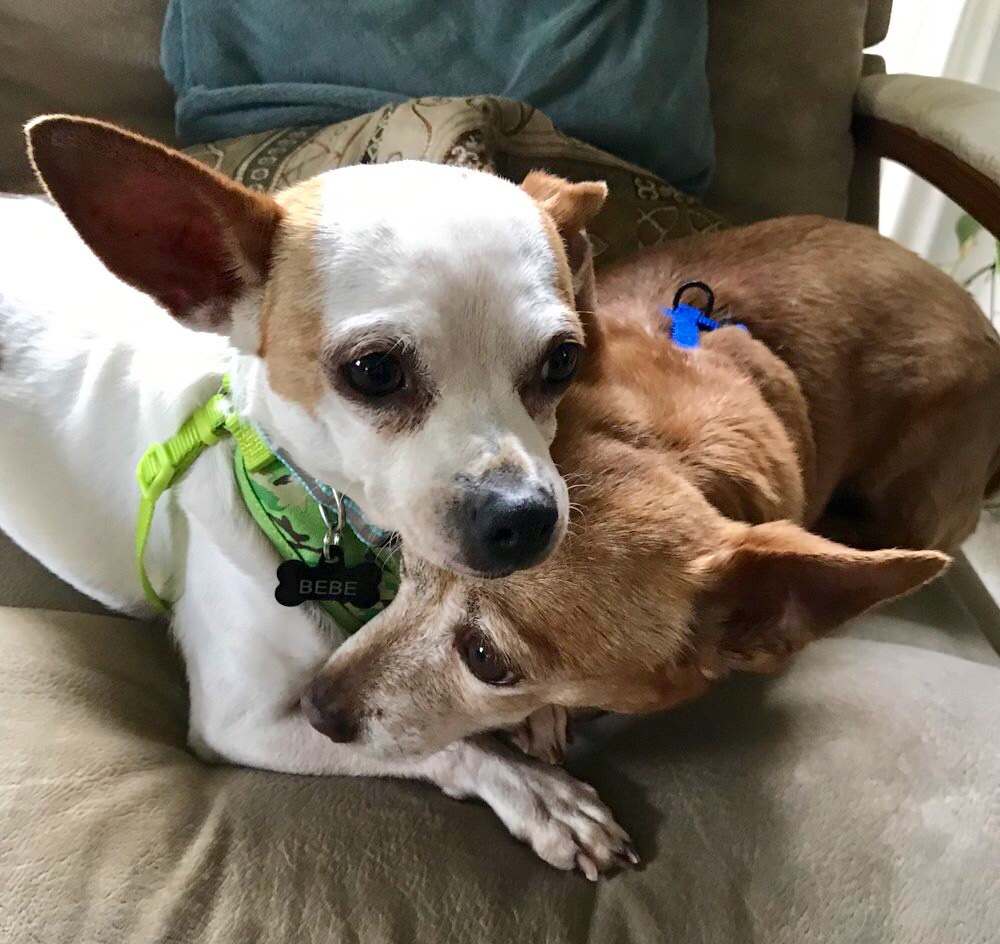 Foster Fest Yappy Hour w/ Nobody’s Perfekt Dogs San Leandro