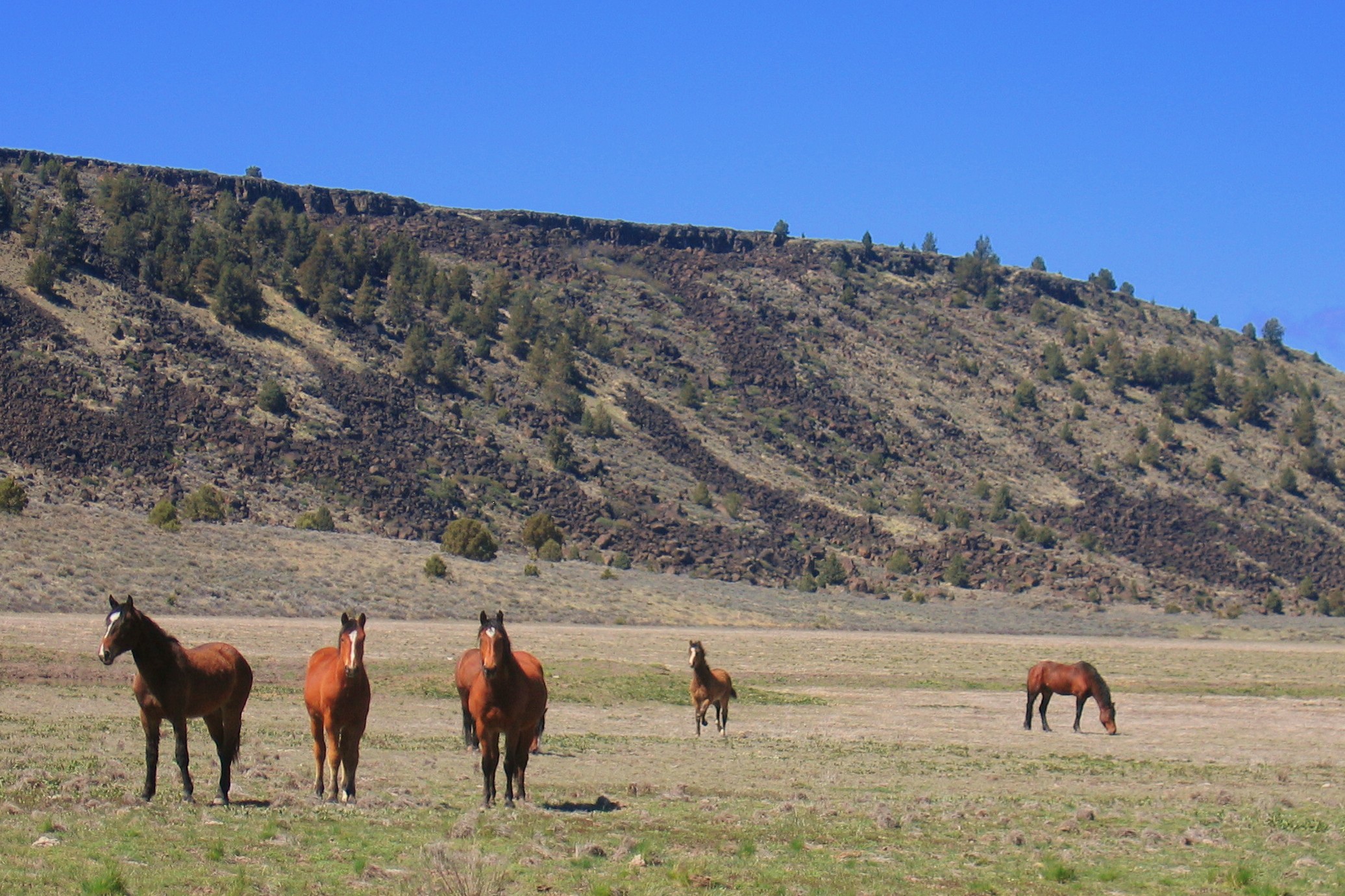 California's Wild Horses Can Be Yours for 1