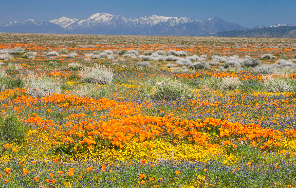 Beauty and the Beast California Wildflowers and Climate Change