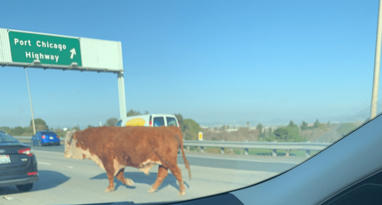 Cow Runs Wild on East Bay Freeway