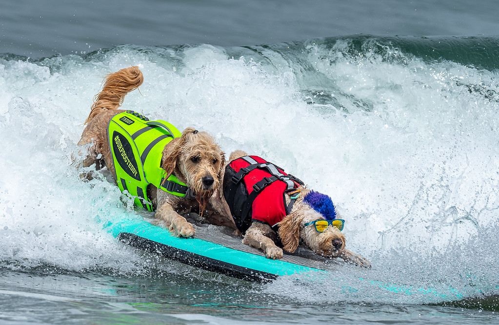 World Dog Surfing Championships 2022 (Pacifica)