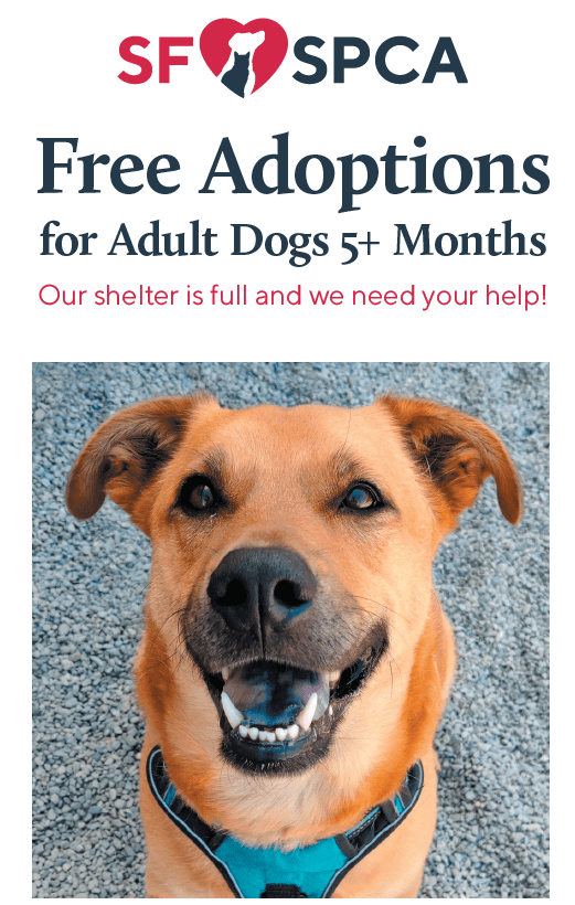 SF's SPCA "Summer of Lovin'" Free Dog Adoption Special (June 730)