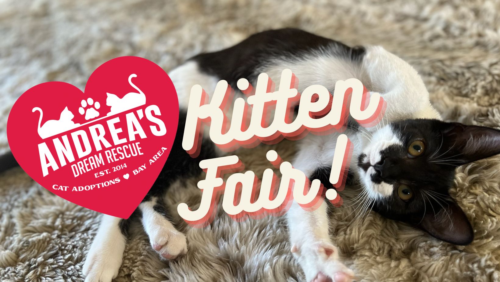 SF's Thanksgiving Kitten Fair 2022 Rescued Cats for Adoption