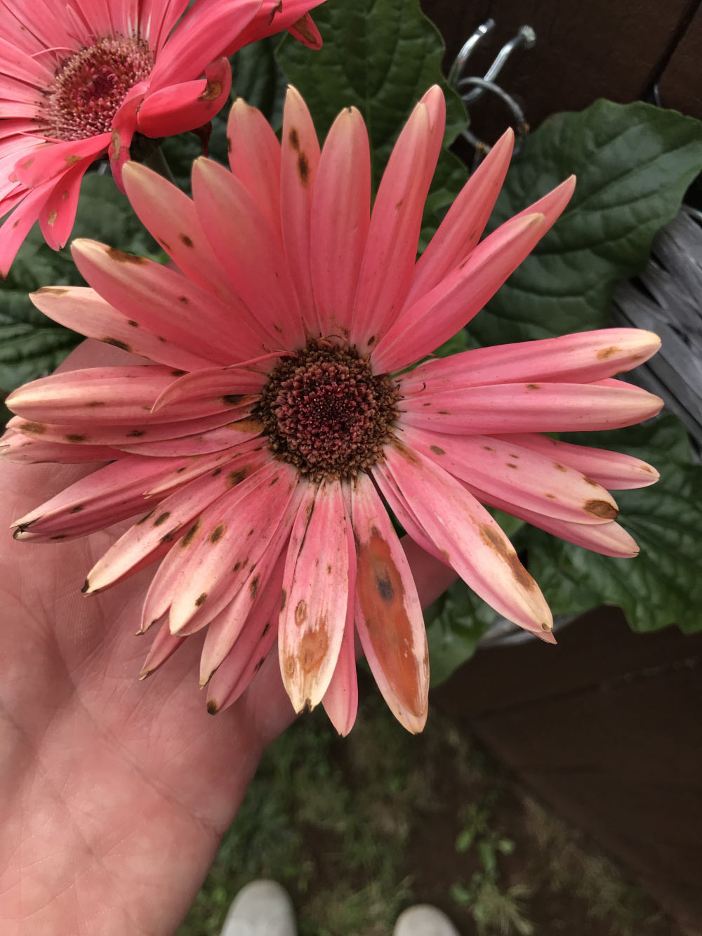 How To Get Rid Of Earwigs And Slugs Eating Your Gerbera Daisy