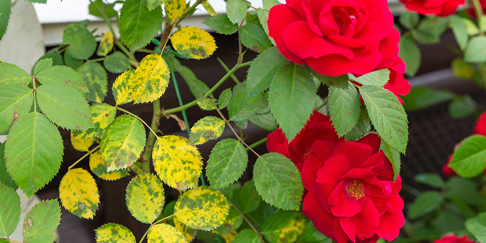 Why Are My Rose Petals Turning Black? GardeningLeave