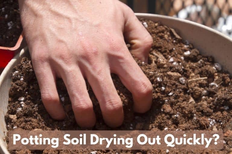 How To Keep Your Potting Soil From Drying Out GardeningLeave